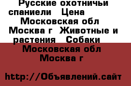 Русские охотничьи спаниели › Цена ­ 5 500 - Московская обл., Москва г. Животные и растения » Собаки   . Московская обл.,Москва г.